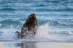 Sea Lion rushes from sea chasing King Penguins, Falklands