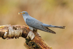Cuckoo (male) with caterpillar, Scotland