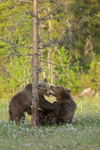 Playful bears