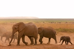 _M7B0147 Amboseli