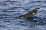 BASKING SHARK TAIL FIN, ISLE OF MULL