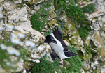 Razorbills