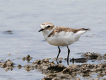 Kentish Plover