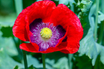 Opium poppy Papaver somniferum-6468