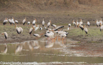 Yellow-billed storks