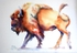 WCW04115 Colorful Bison