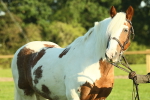 SBM_57496