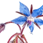 Borage (Borago officinalis)