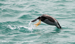 NZ012: Cormorant Diving