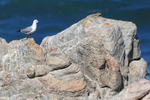 Hartlaub's Gull (adult), Stony Point Nature Reserve, South Africa