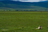 Lioness Relaxed 1