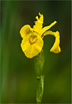 Yellow flag