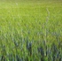 New barley I