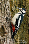 Gt Spotted Woodpecker 160415 a