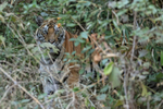 Tiger hidden in jungle, Bandhavgarh Reserve, India