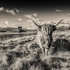 B-13-Monochrome Moo