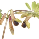 Black-eyed vetch (Vicia melanops)