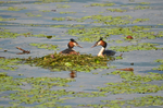 Great Crested Grebes