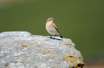 Northern Wheatear