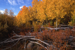 Fall Colors: The Eastern Side portfolio