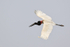 Jabiru in flight, Pantanal, Brazil