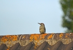 Green Woodpecker