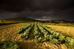 Gozitan Storm