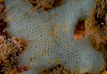 Botryllus schlosseri