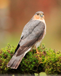 Close view of Sparrowhawk (male), Dumfries, Scotland