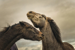 Into the World of Horses