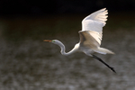 Great Egret flying over water, Venice Rookery, Florida