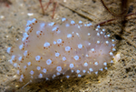Janolus sp. A