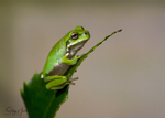 Frog on Leaf 7