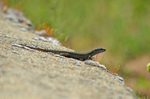 Common Wall Lizard