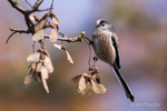 Long-tailed Tit with Sycamore seeds