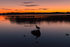 Duck at Portaneena