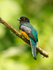 Violaceous Trogon perched on a branch at Leaves and Lizards Retreat