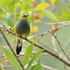 Long-tailed Silky-flycatcher (male), Costa Rica