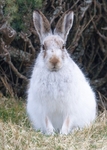 Mountain Hare