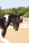 SBM_006490