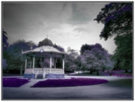 Purple_Parody