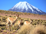 Three young Vicunas & Chiliques Volcano, Lake Miscanti, Chile
