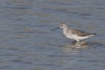Marsh Sandpiper