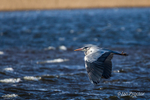 Grey Heron (Ardea cinerea) flying low over the water of Lough Ne