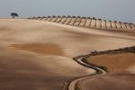 Track to olive grove, Seville.