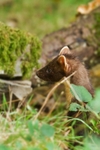 Pine Marten