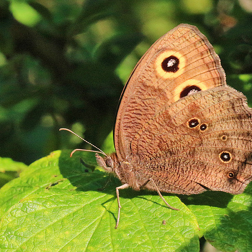 A common wood-Nymph butterfly.