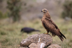 Black Kite standing on rock, Catalonia, Spain