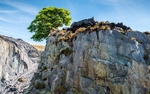 Lone tree, Dinorwic Quarry (1)