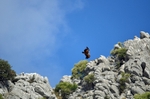 Griffon Vulture
